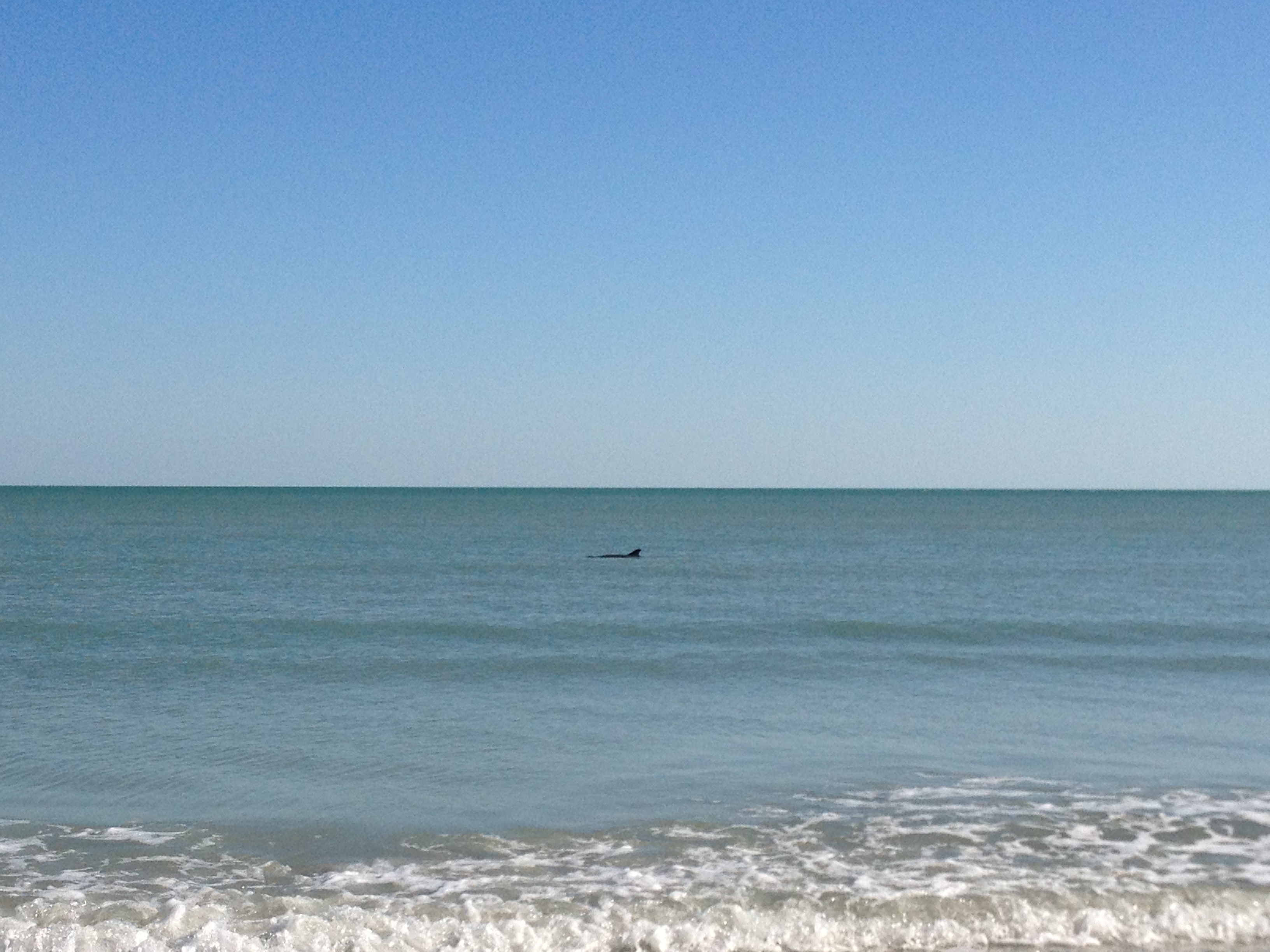 Dolphin in the gulf