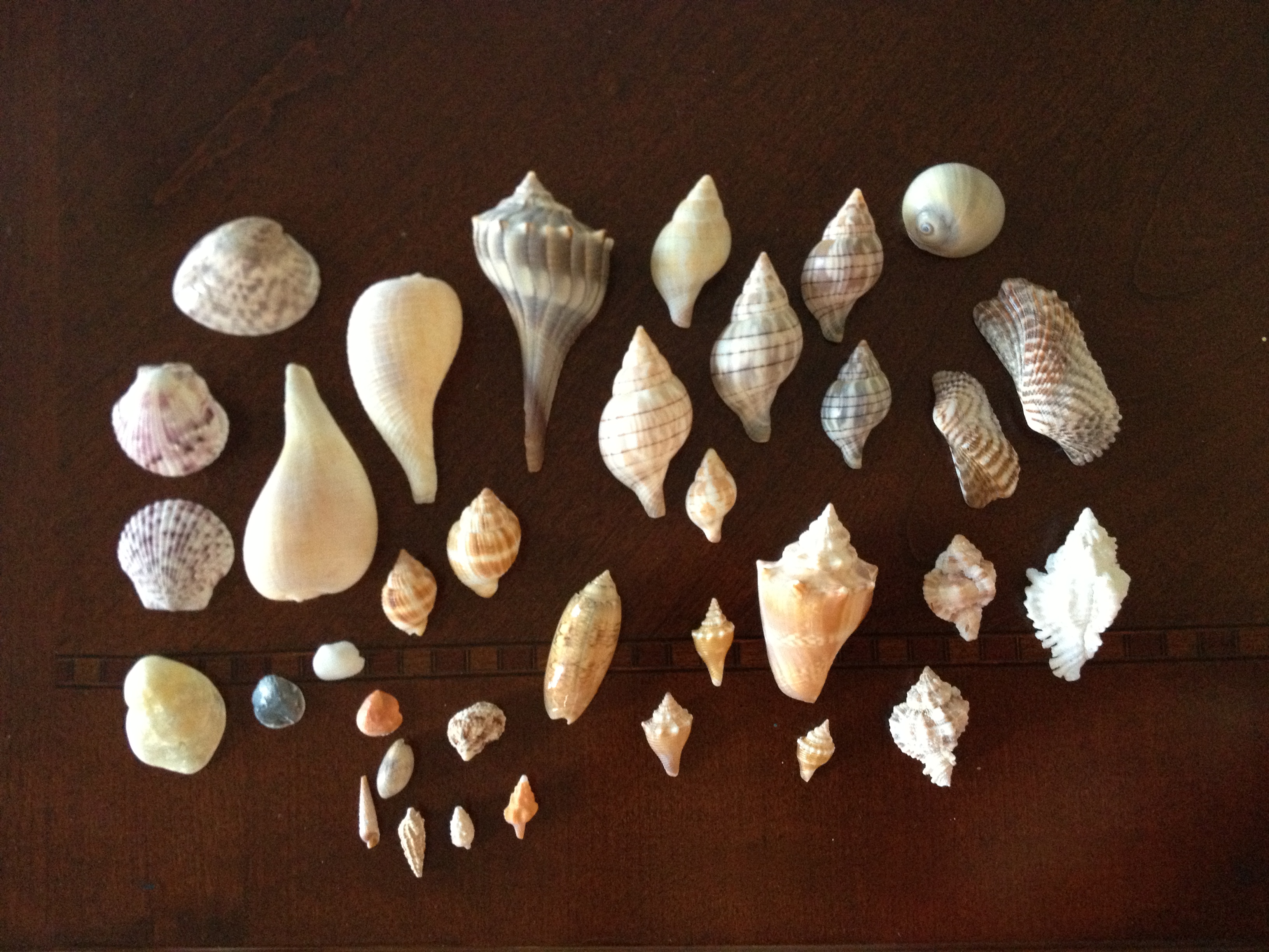 Shells on Sanibel