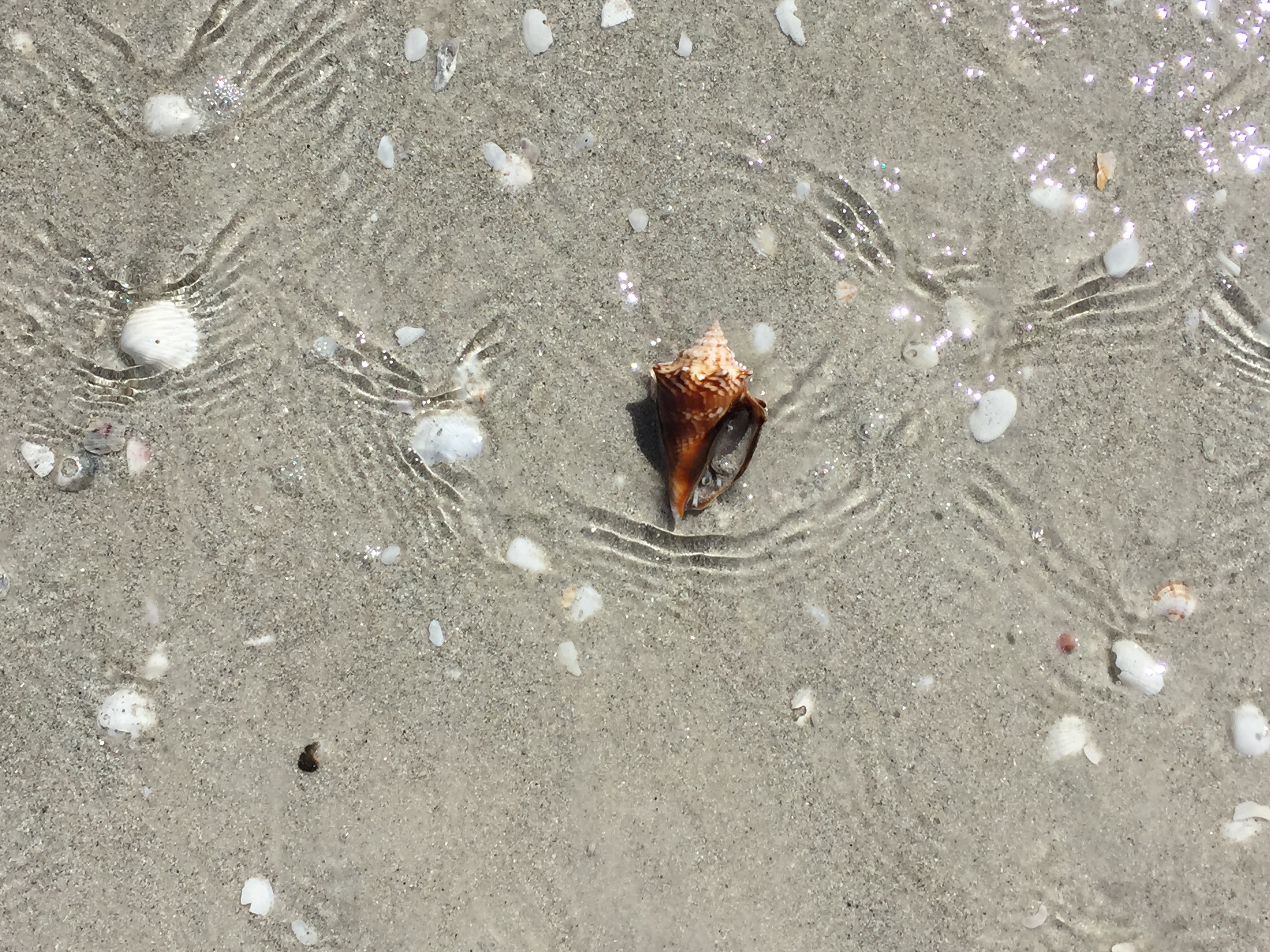 Live Shell