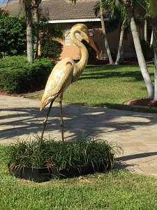 Southwest Cape Coral heron