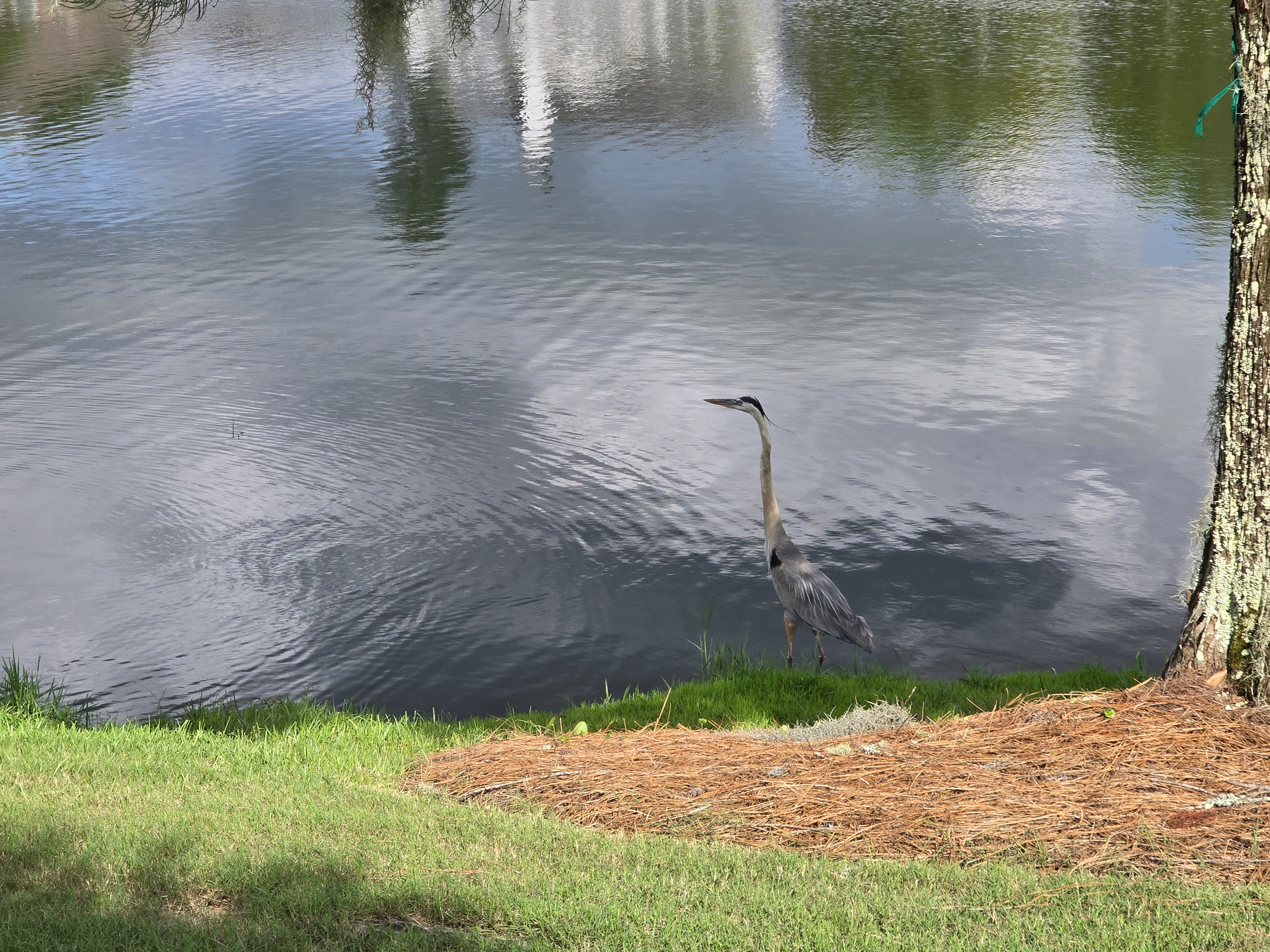 Great Blue Heron near Hampton Hall in Bluffton SC