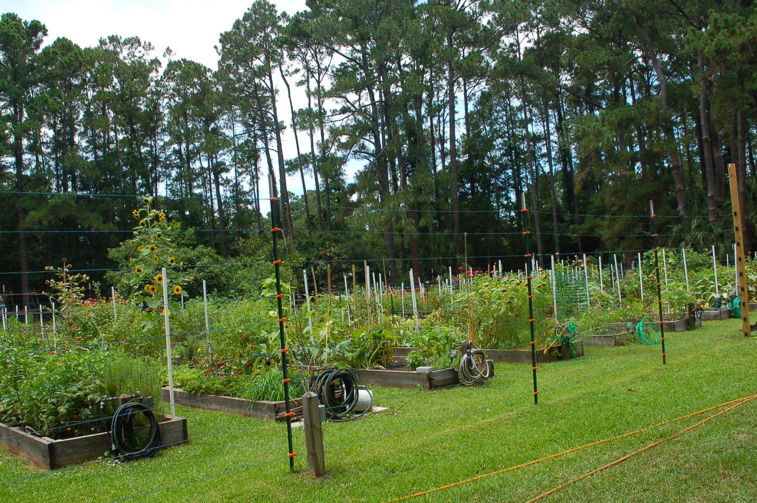Community garden and farm at Long Cove Club, Hilton Head Island SC