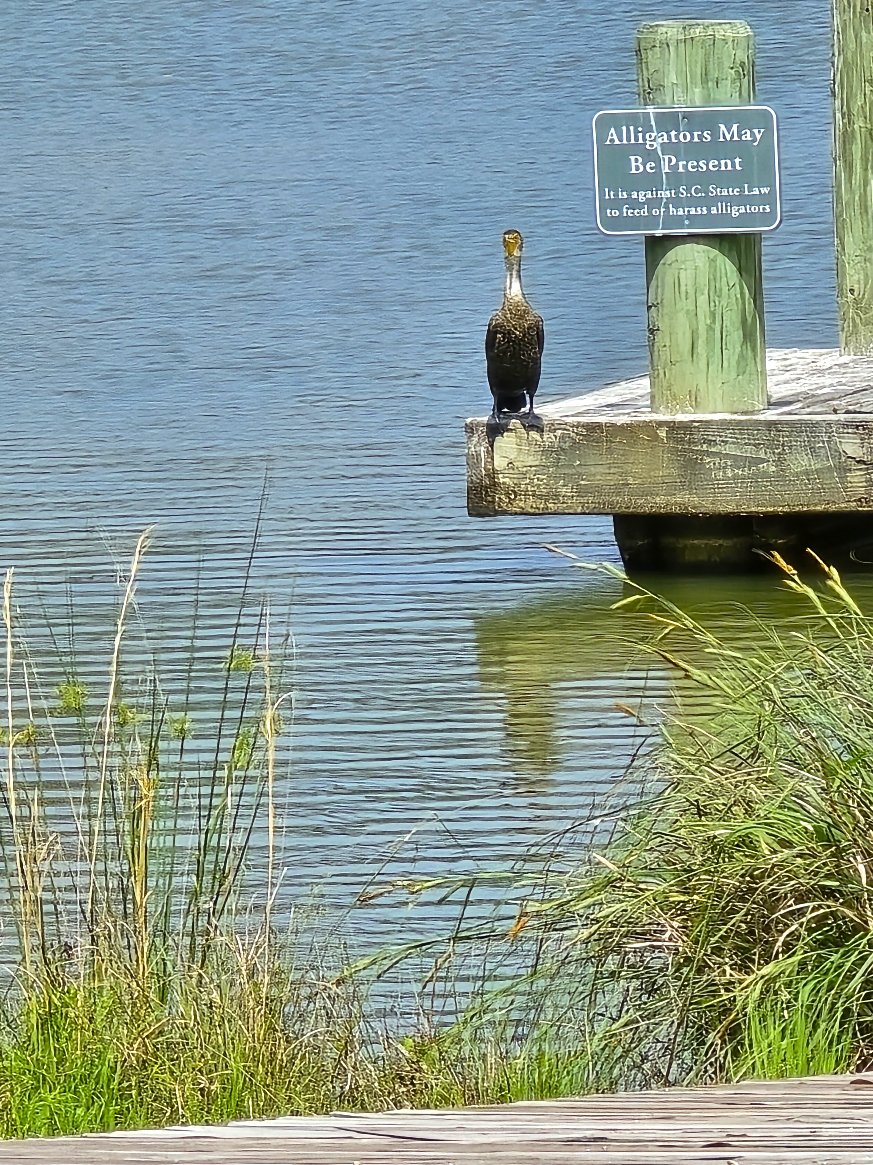 Wildlife and lagoon view in Oldfield Bluffton South Carolina