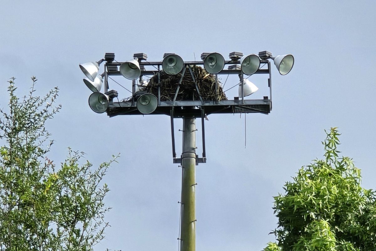 Active osprey nest on a light pole on Bluffton Parkway in Bluffton SC
