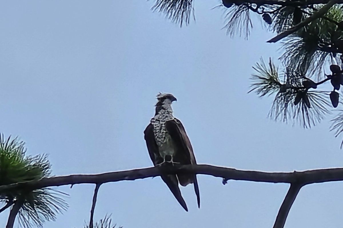 Osprey perched in a pine tree near its nest on Bluffton Parkway in Bluffton SC