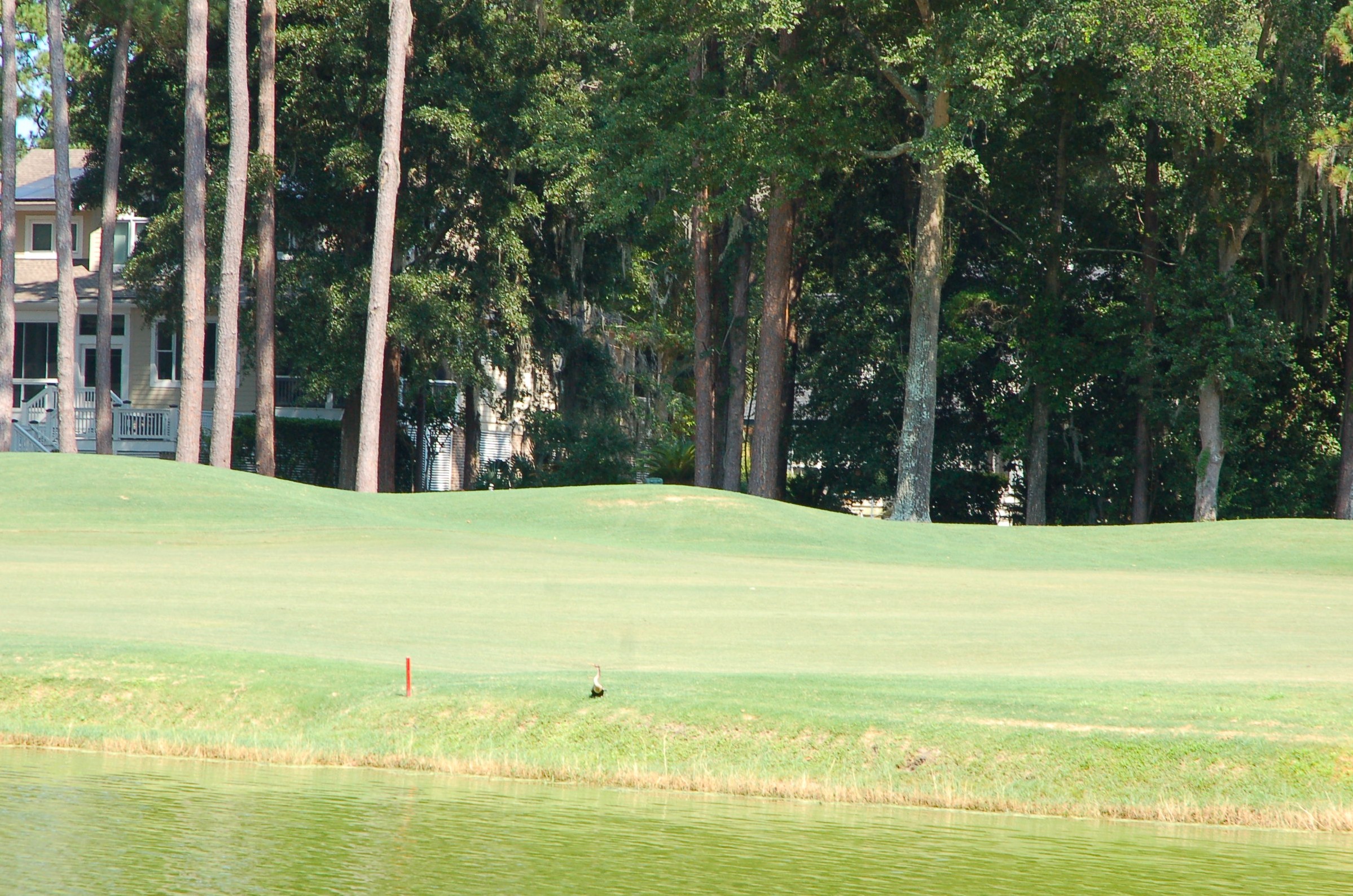 Visitor on the golf course at Palmetto Hall, Hilton Head Island SC