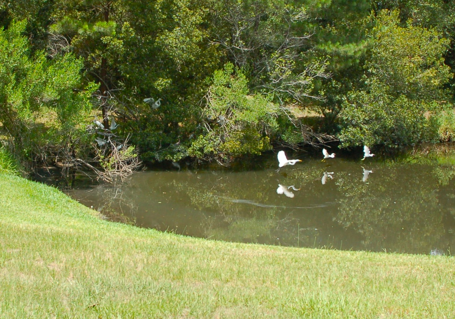 Egrets in Port Royal Plantation, Hilton Head Island SC - coastal wildlife