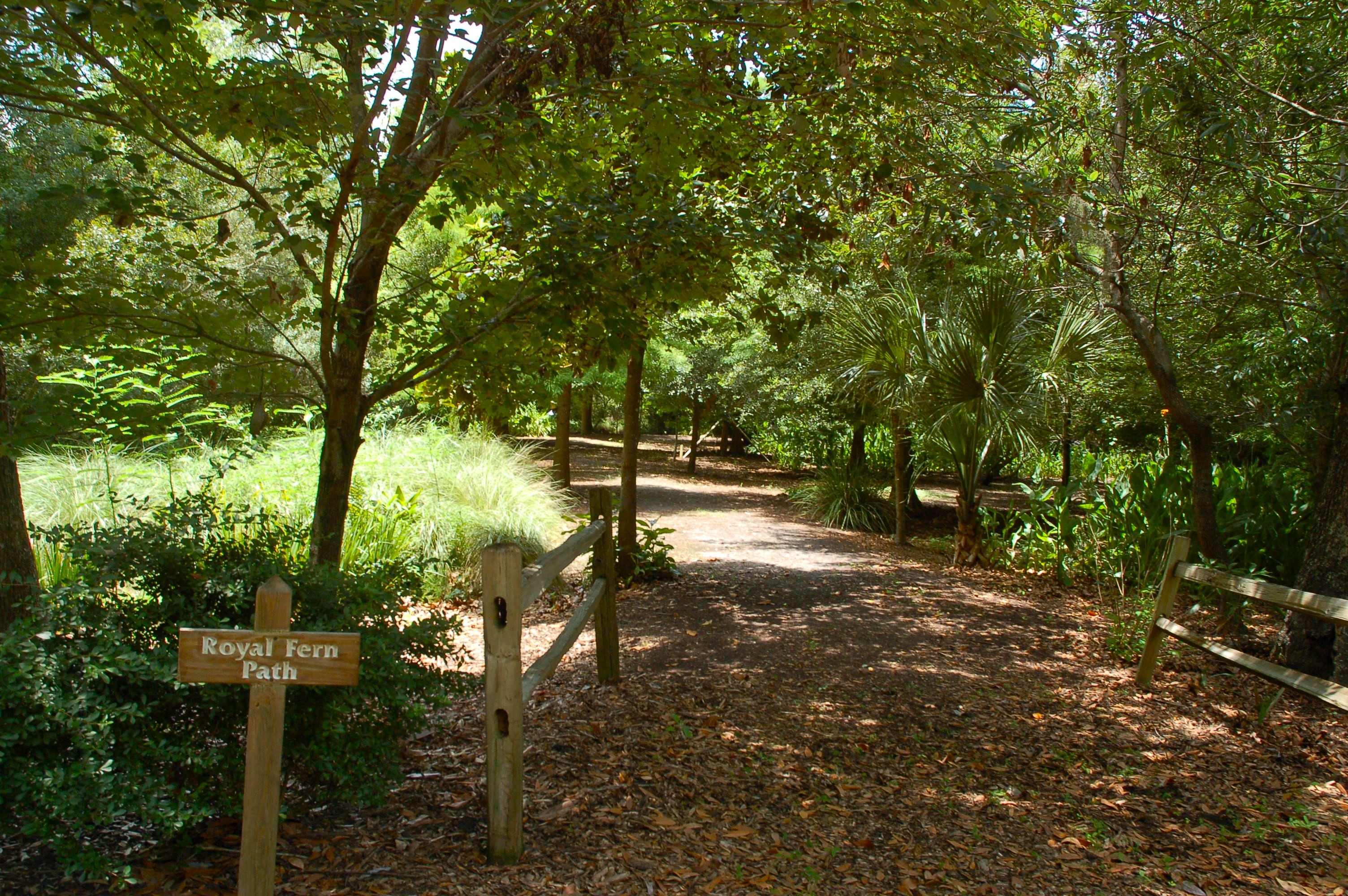 Royal fern path through the Port Royal Plantation arboretum, Hilton Head Island SC