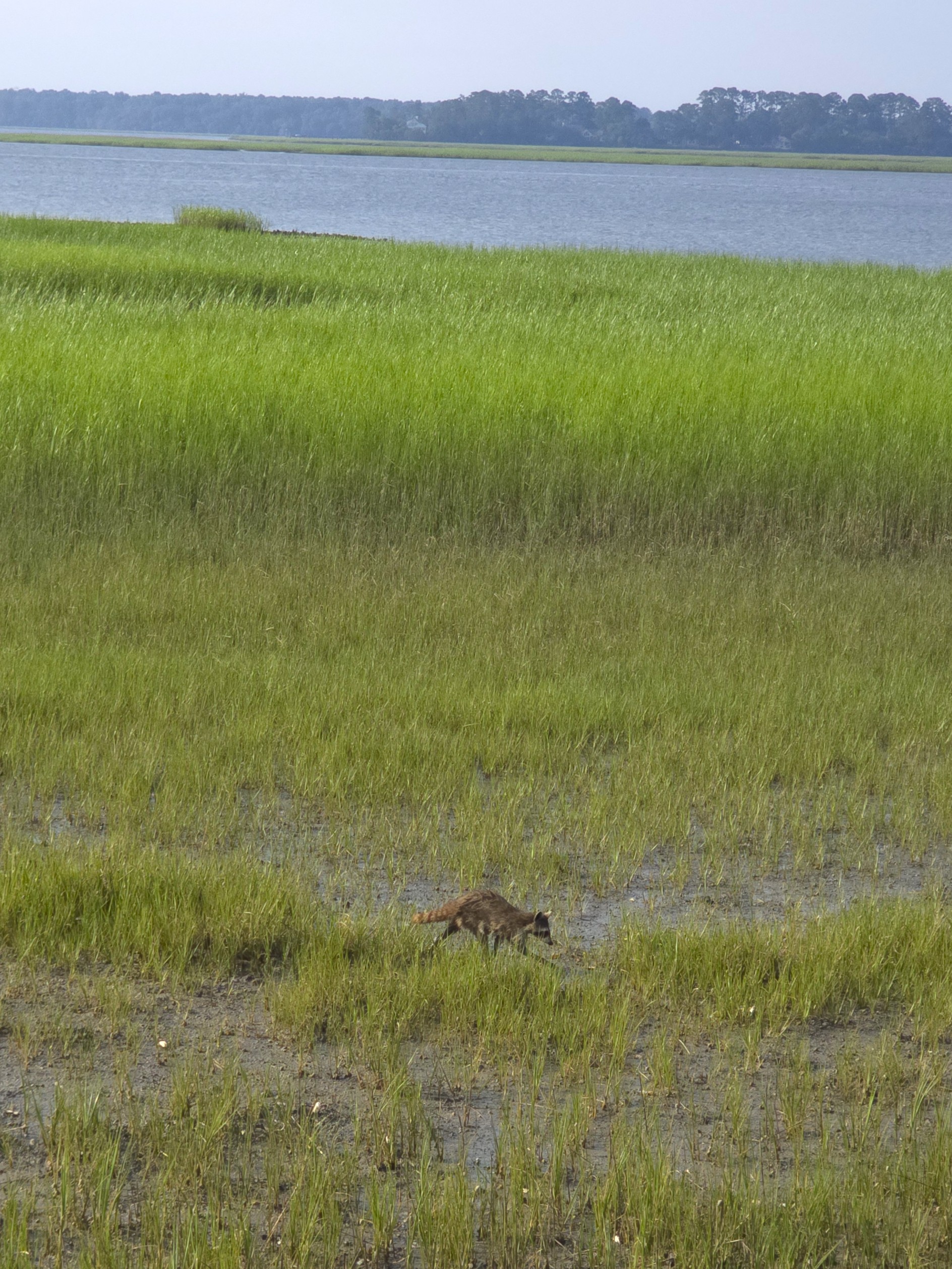 Raccoon along the Colleton River at low tide in Rose Hill Plantation Bluffton SC
