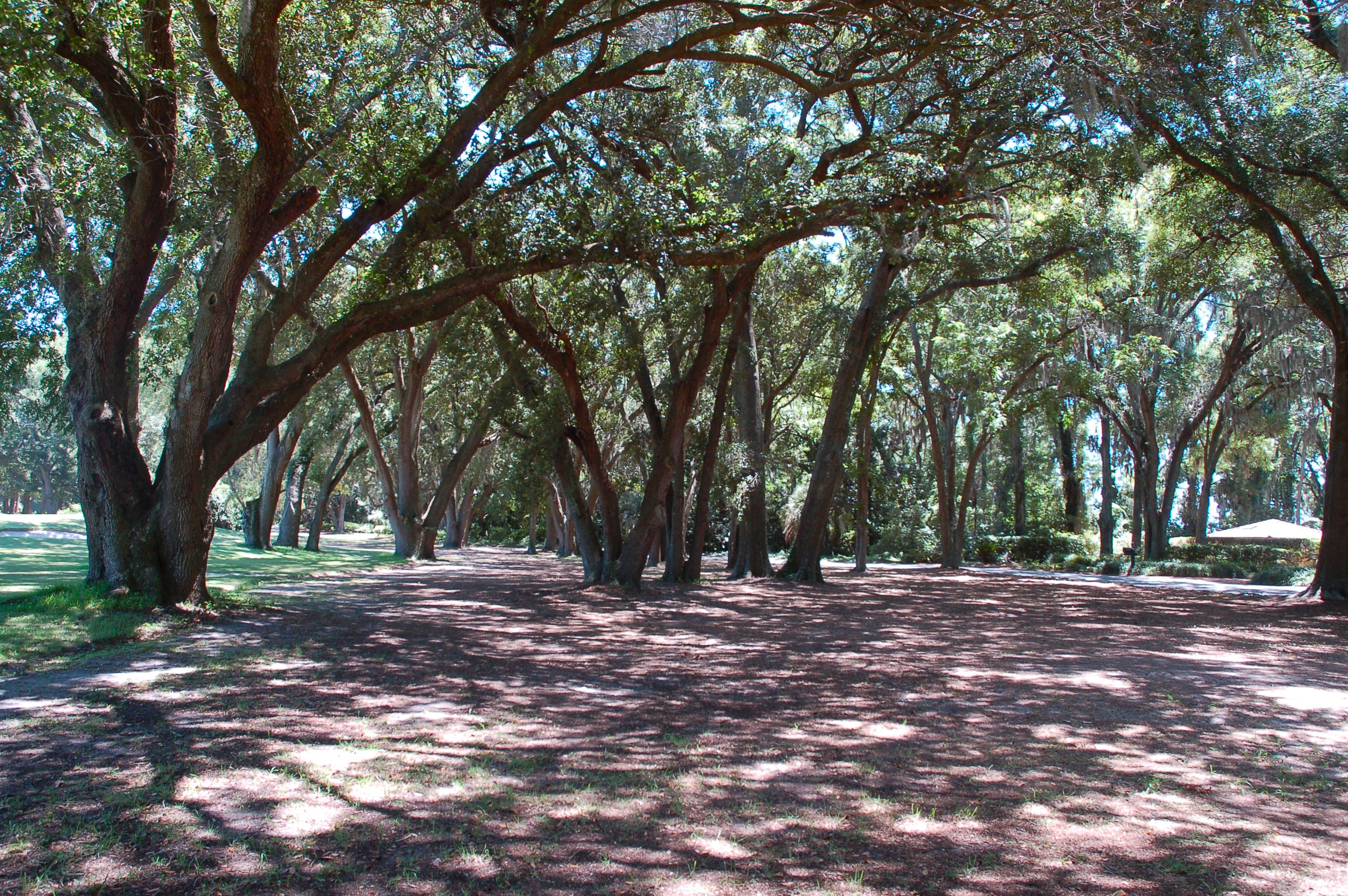 Live oak canopy gracing the streets of Spanish Wells Plantation Hilton Head Island SC