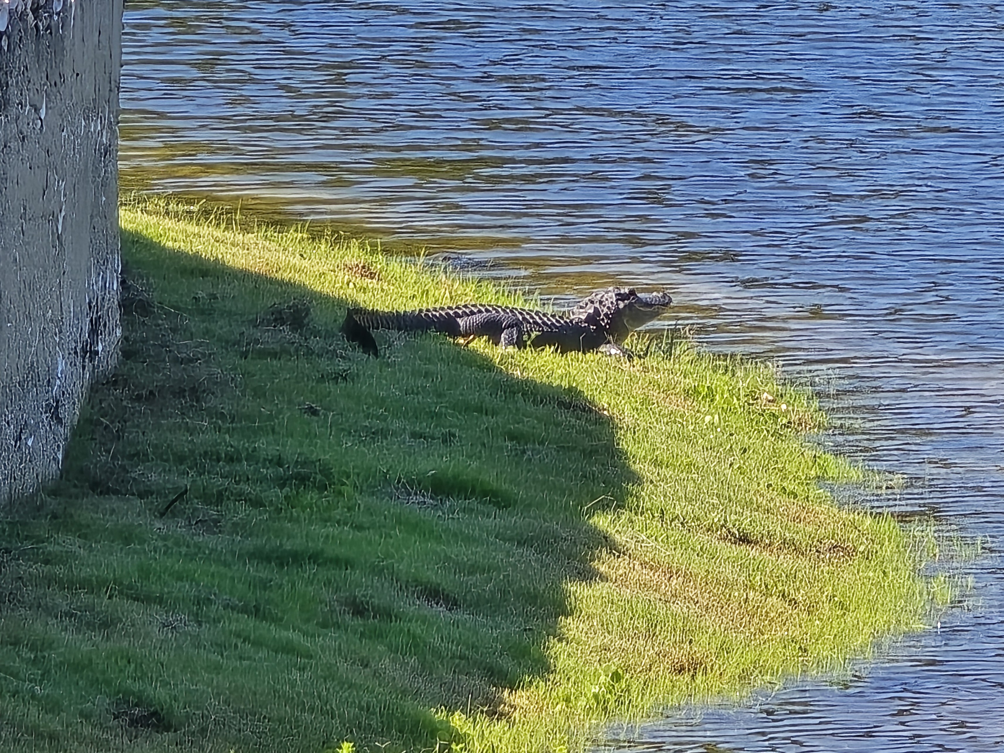 Alligator sunning on the lagoon bank at The Crescent golf course in Bluffton SC