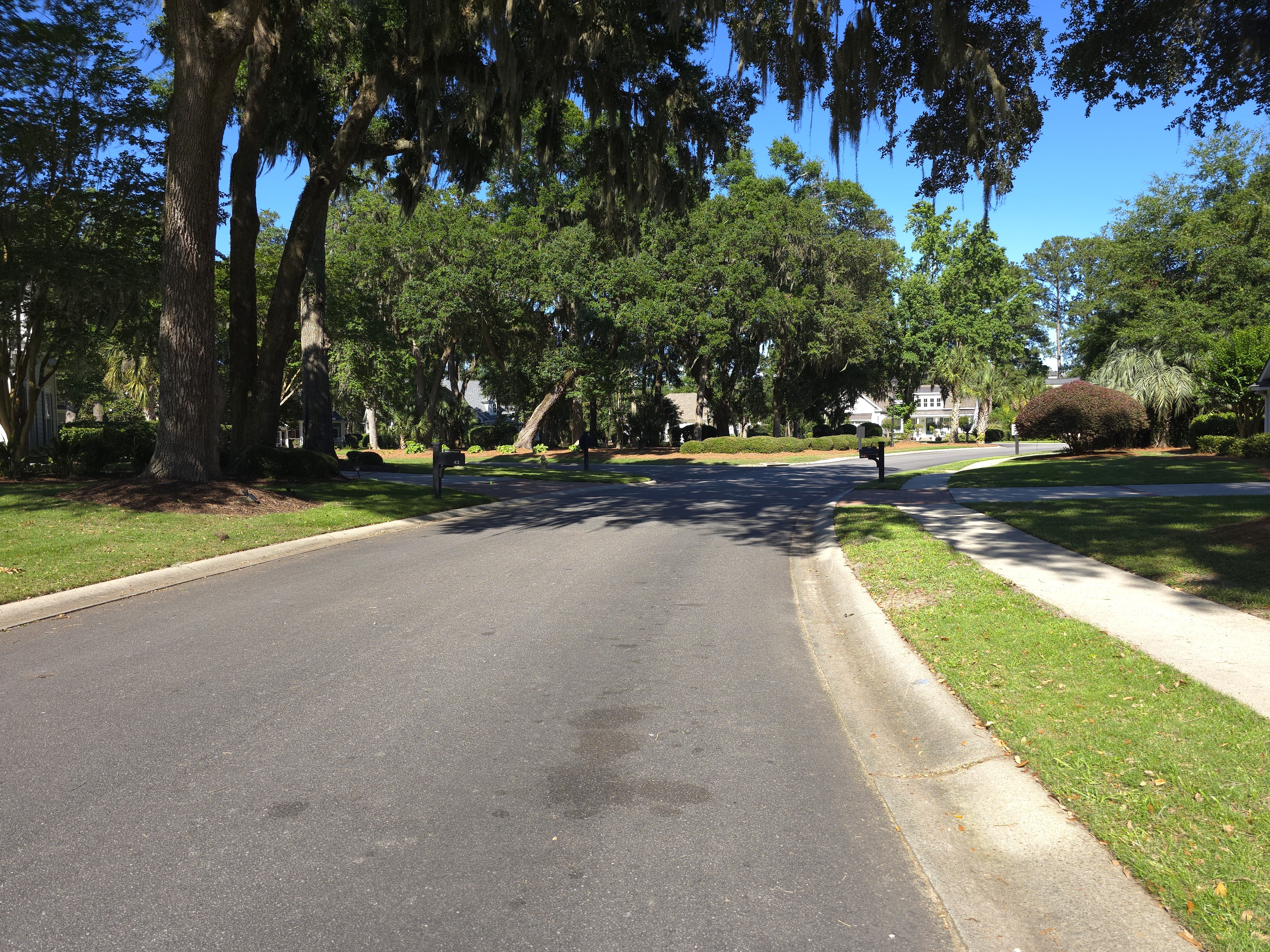 Tree-lined residential street in The Crescent, Bluffton SC, canopied by Spanish moss-draped live oaks
