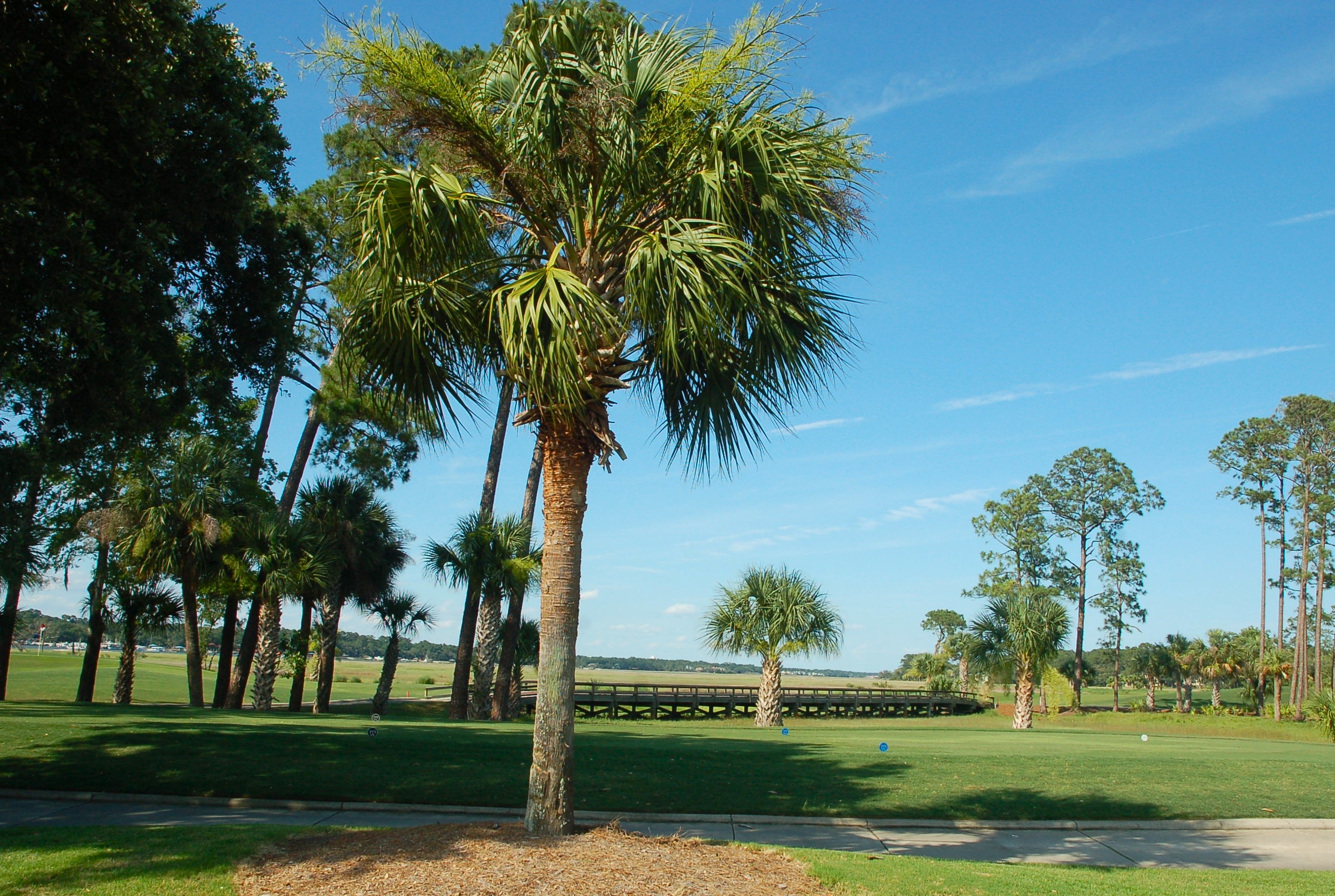 Lowcountry palmetto and pine views along the Wexford trail network on Hilton Head Island SC