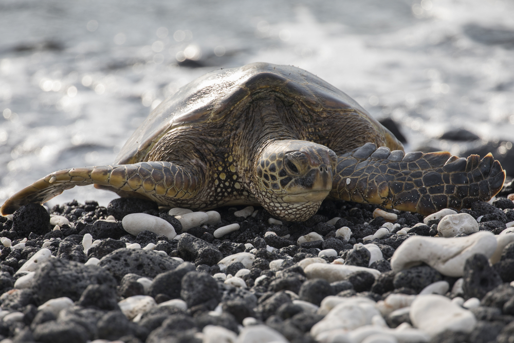 Sea turtle nesting season, Riviera Nayarit