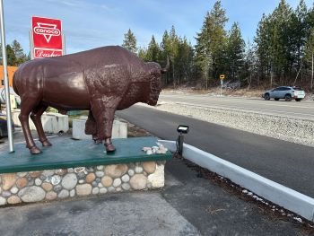 buffalo