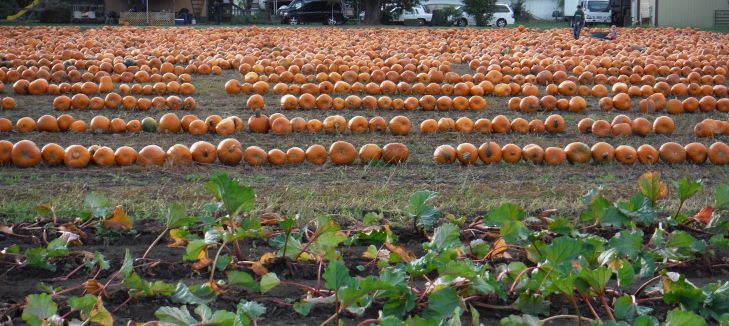 pumpkins