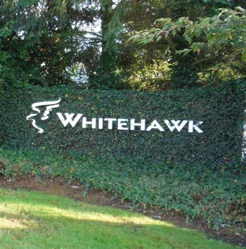 whitehawk