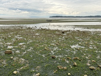 low tide birch bay