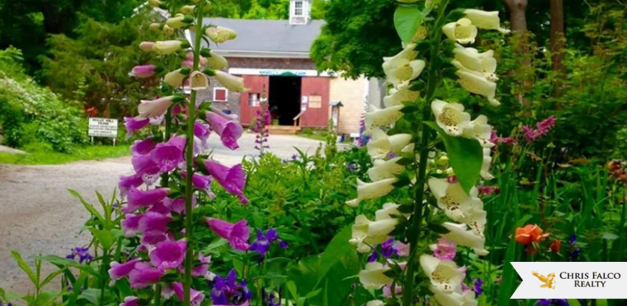 holly hill farm