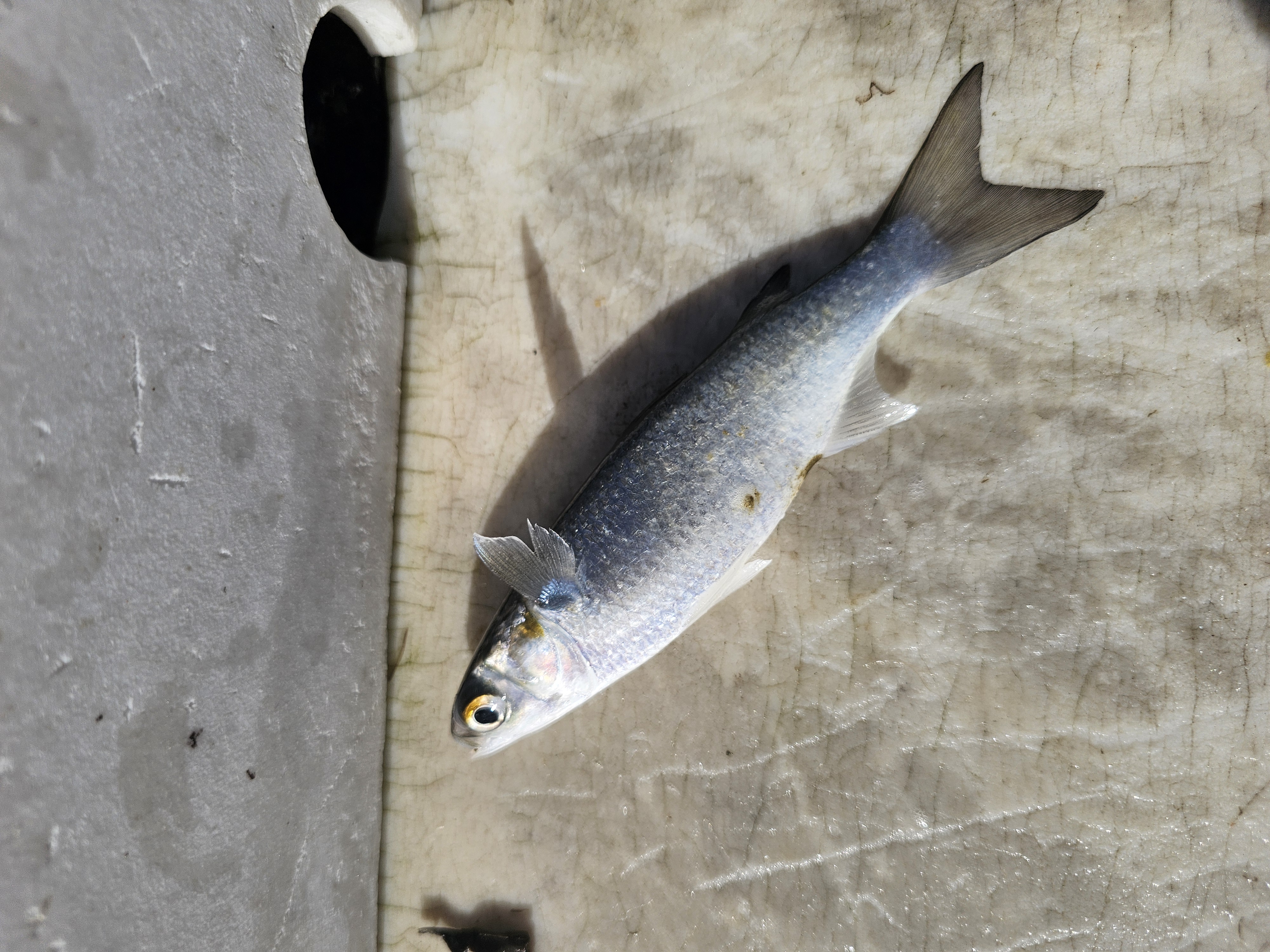 Mullet on the dock