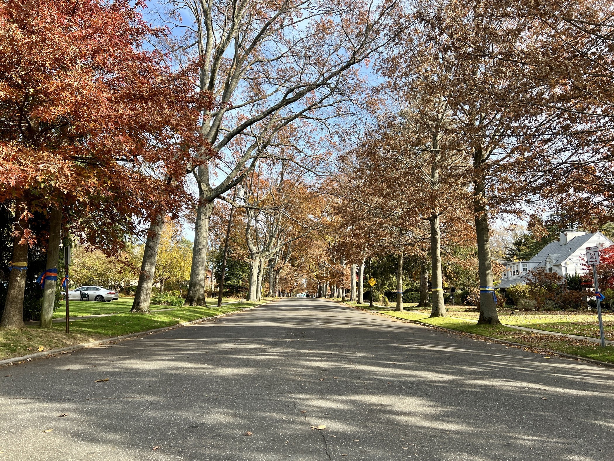 Autumn trees along Colonial Parkway in Manhasset, New York