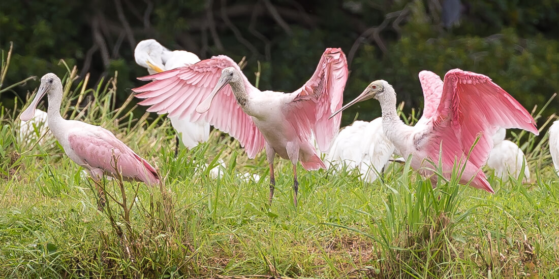 Raven's Run Luxury Homes