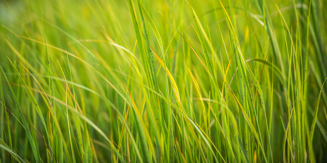 Luxury Golf Course Homes