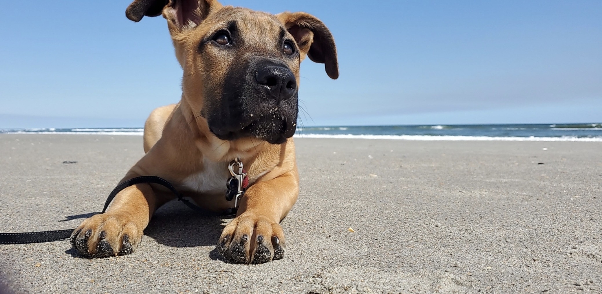 what beaches allow dogs in north carolina