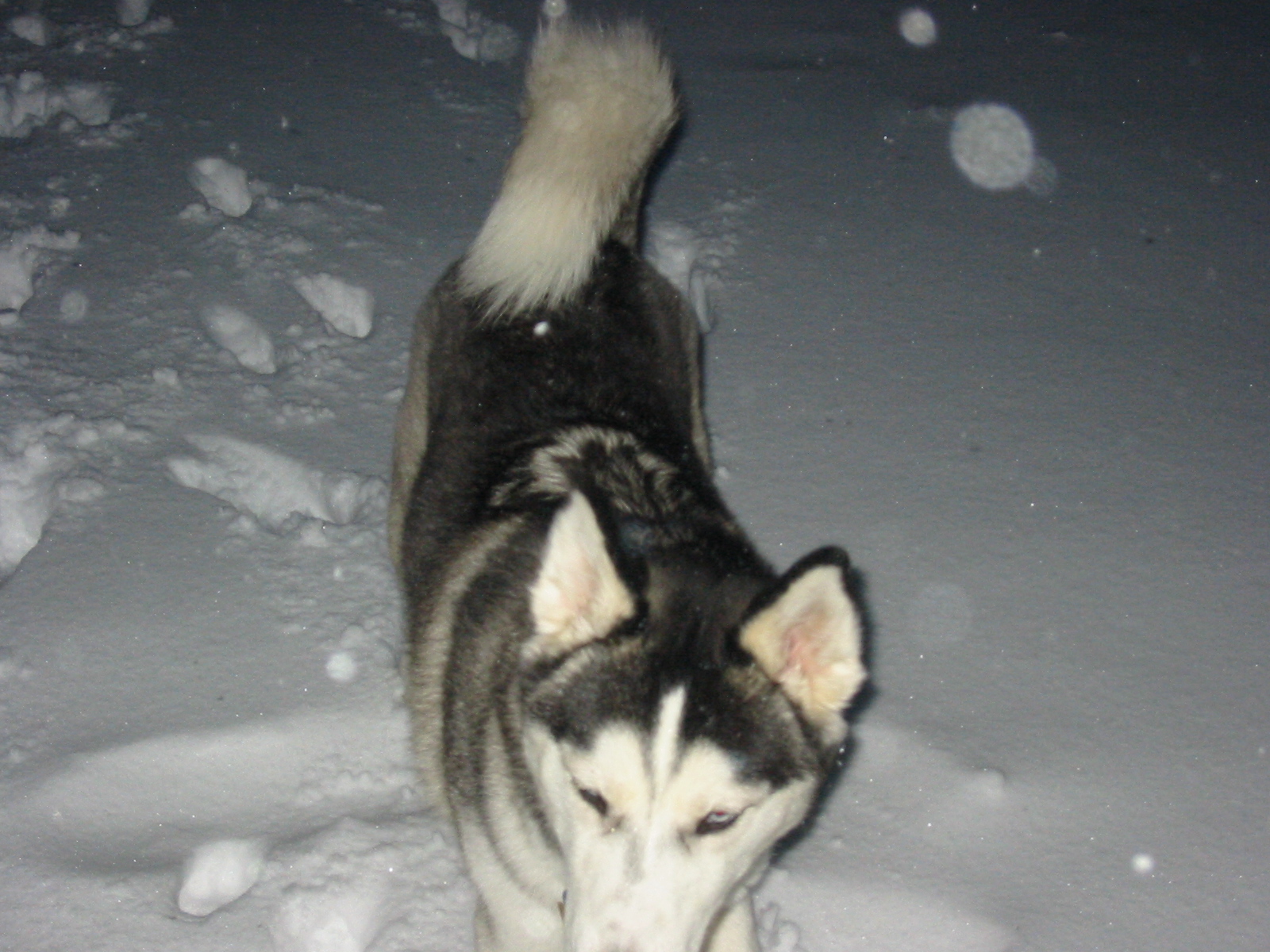 wilmington nc snow dog
