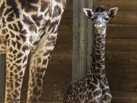 Brevard Zoo's newest addition, a newborn female giraffe!