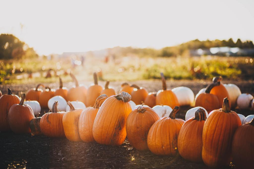 Pumpkin