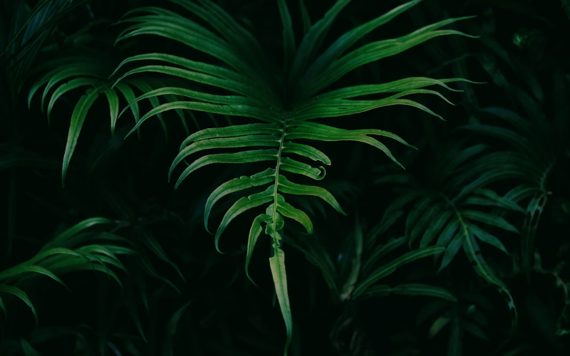 Fern, rainforest, PNW, pacific northwest, forest, lush, greenery, coastal temperate rainforest, great bear rainforest, trails, hiking, biking, scenery