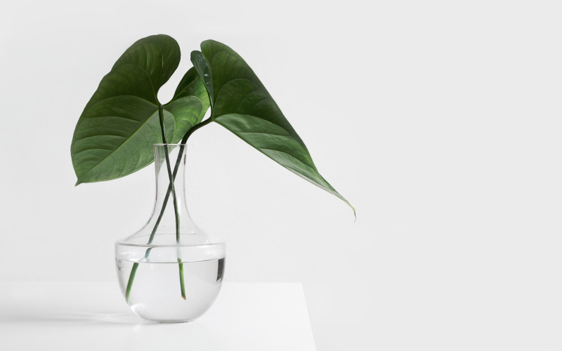 plant, vase, bouquet, design, decor, interior design, photogenic, interior architecture, houseplants, selling, listings, property