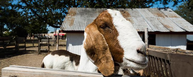 Heritage Farmstead Museum