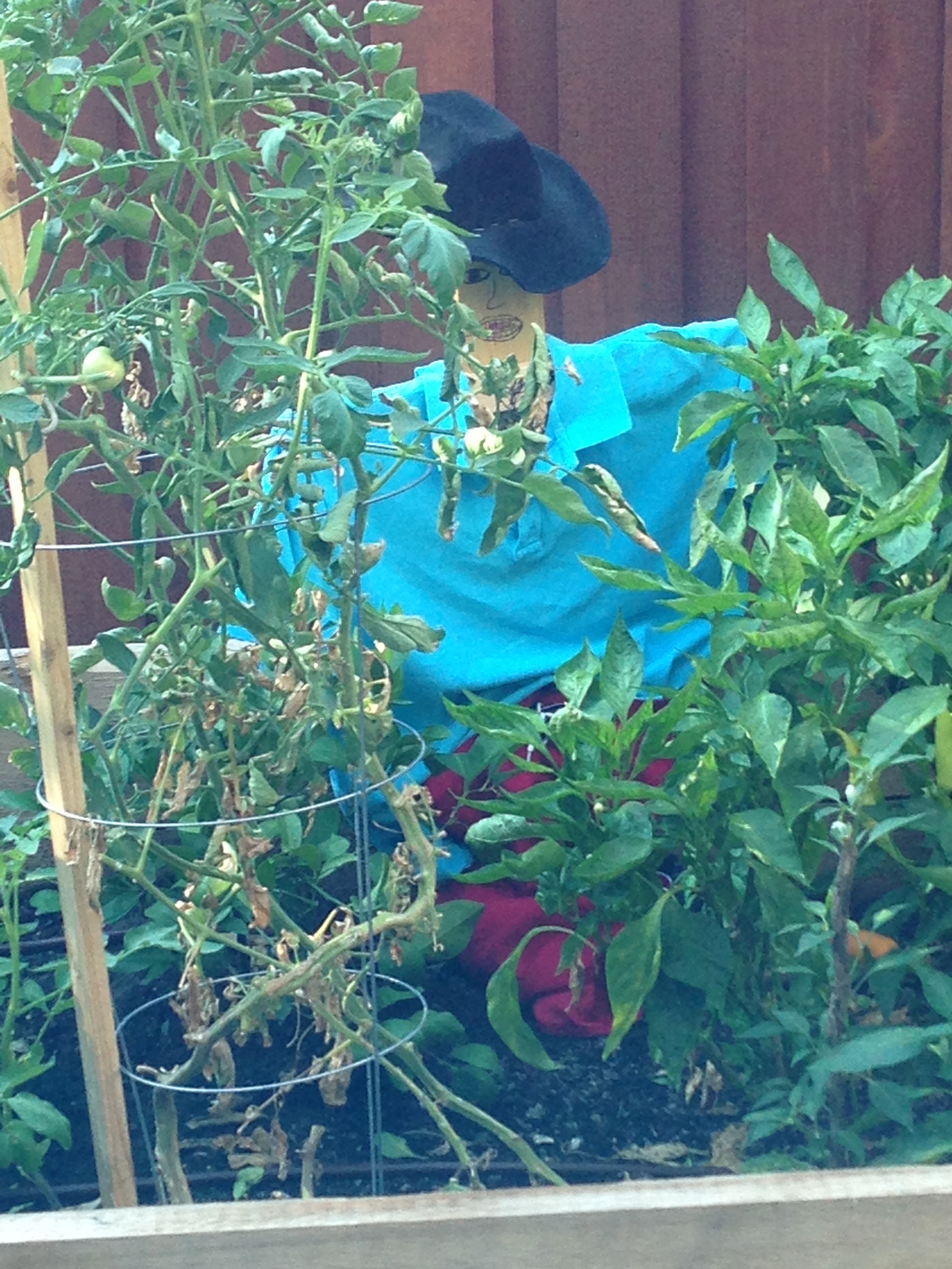 Scarecrow