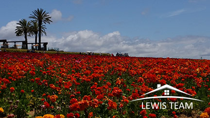 Carlsbad San Diego Flower Fields