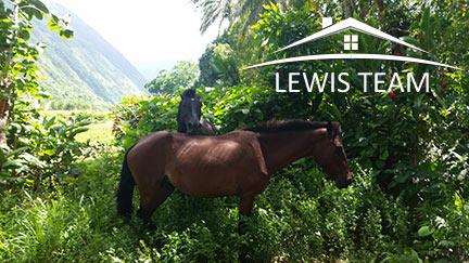 Hawaii Big Island Waipio Valley Wild Horses