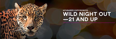 Wild night out San Diego Zoo 2019