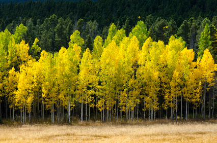 fall colors in steamboat springs