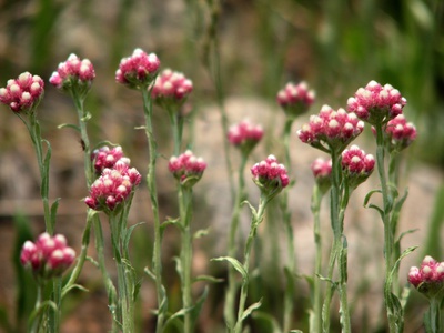spring in steamboat springs