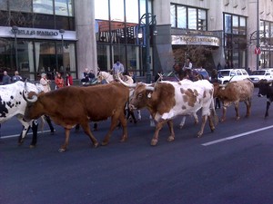 stock show parade