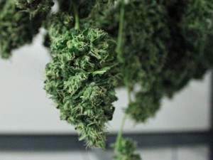 marijuana