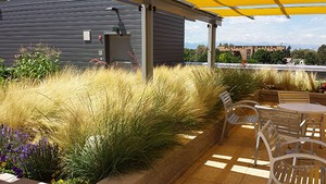 green roof