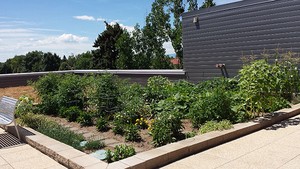 roof garden