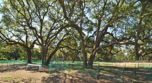 Lots for Sale in the Masonboro Area