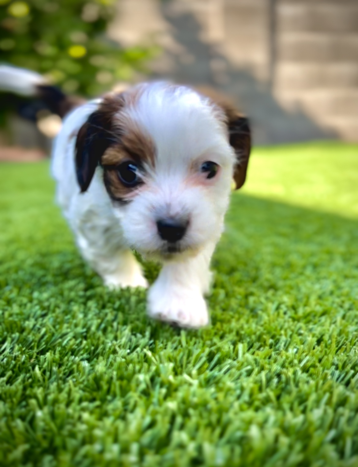 Dog friendly home buying tips
