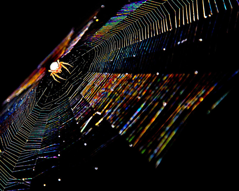 spider on colorful web