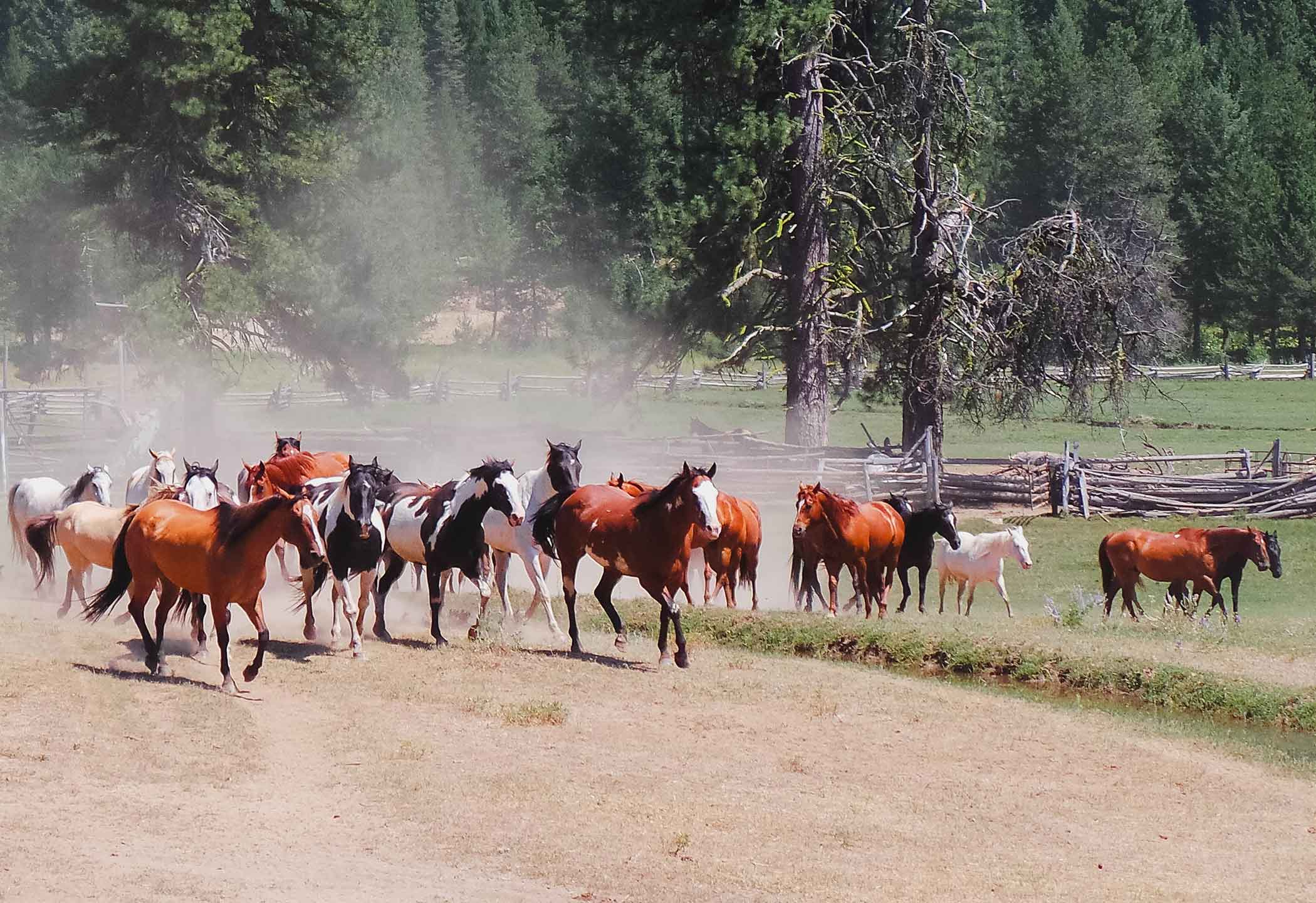 Horse Properties Equestrian Real Estate East Idaho Property