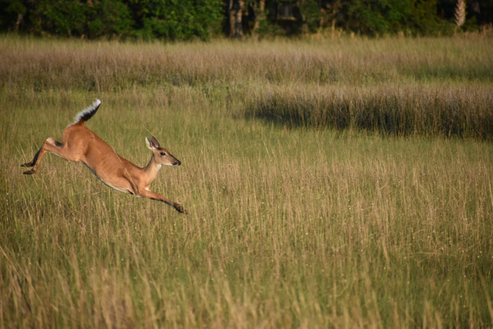White-tailed Deer