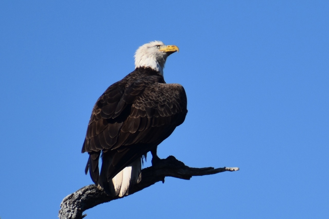 Edisto Bald Eagle